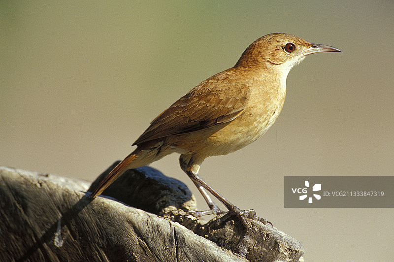红褐灶鸟图片素材