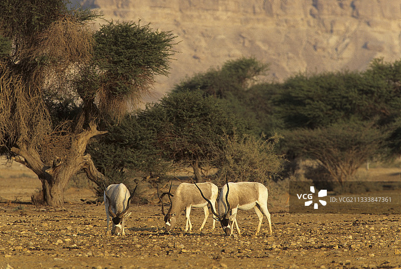 内盖夫沙漠的非洲旋角羚群（以色列）图片素材