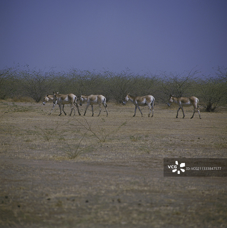 印度萨凡纳的野驴群图片素材
