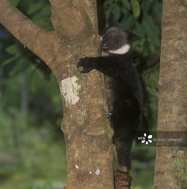 栖息在印度尼西亚树干上的黑色树袋鼠图片素材