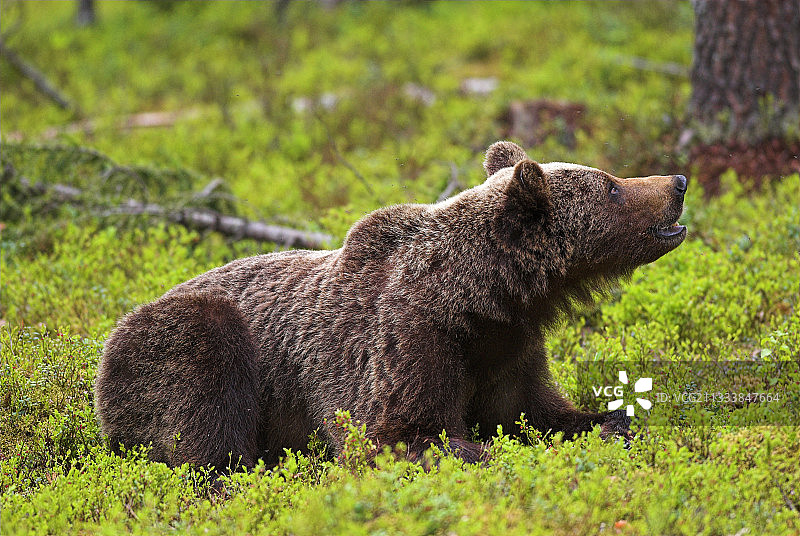 苏奥穆斯萨尔米地区图片素材