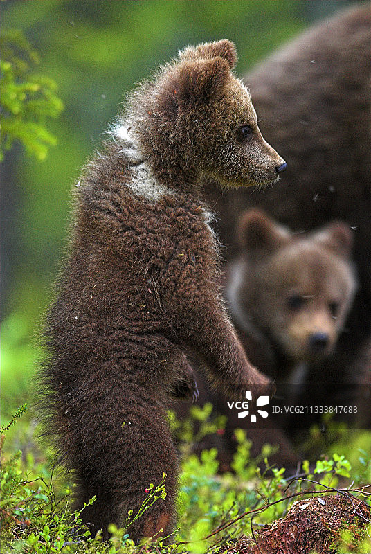 苏奥穆斯萨尔米地区图片素材
