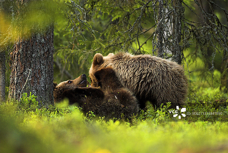 苏奥穆斯萨尔米地区图片素材