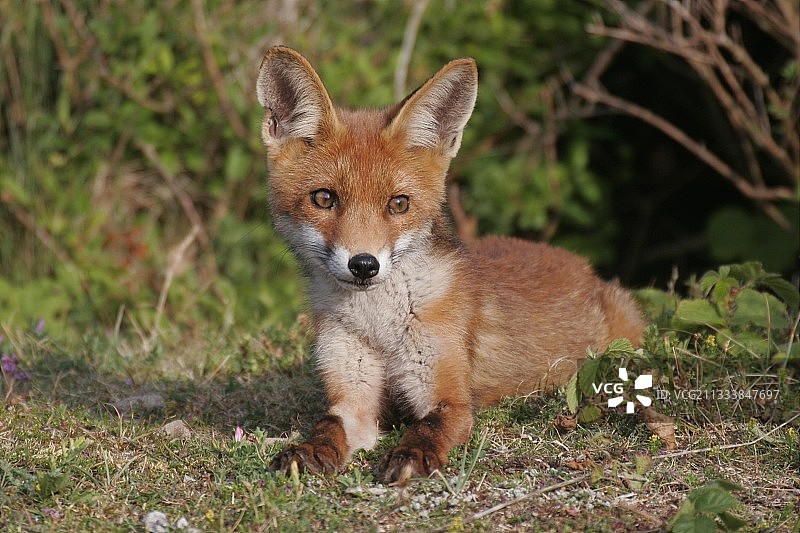 幼年红色狐狸 法国图片素材