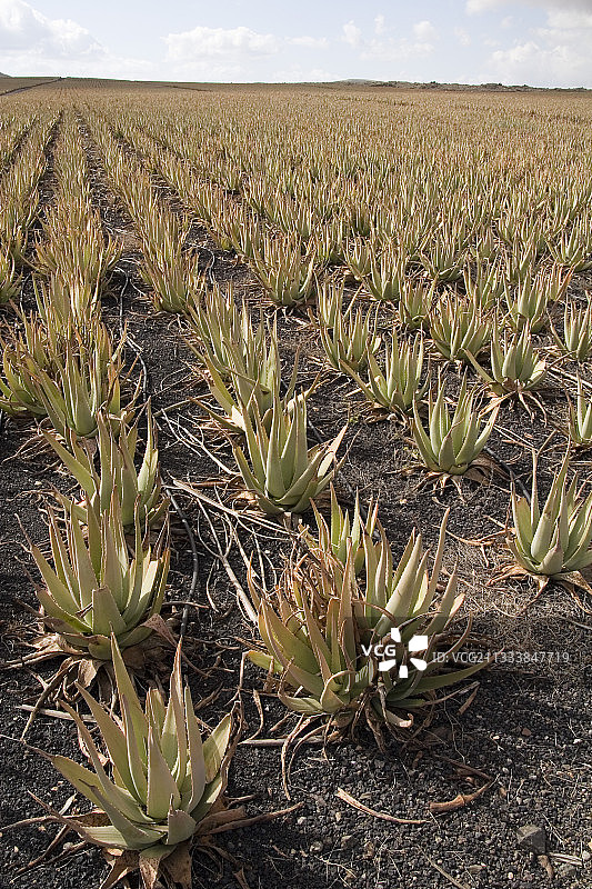 加那利群岛富埃特文图拉岛的芦荟田图片素材
