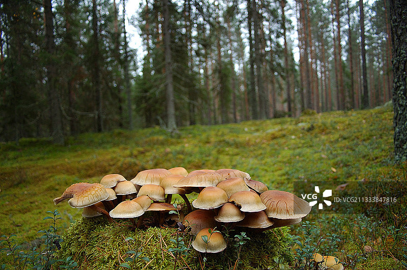 拉脱维亚空地上的蜜环菌图片素材