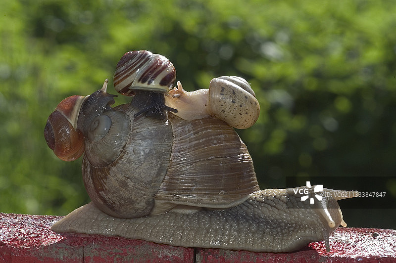 成年蜗牛与三个年轻人图片素材