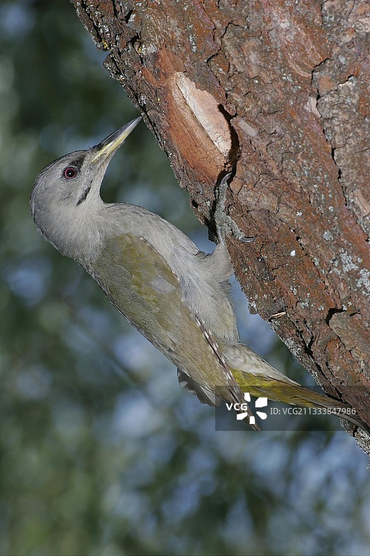 法国雌性灰头绿啄木鸟在巢穴前图片素材