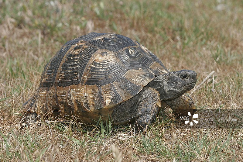 在草地上行走的希腊陆龟图片素材