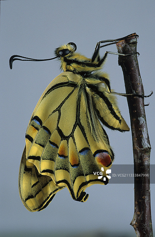 燕尾蝶停留在树枝上图片素材