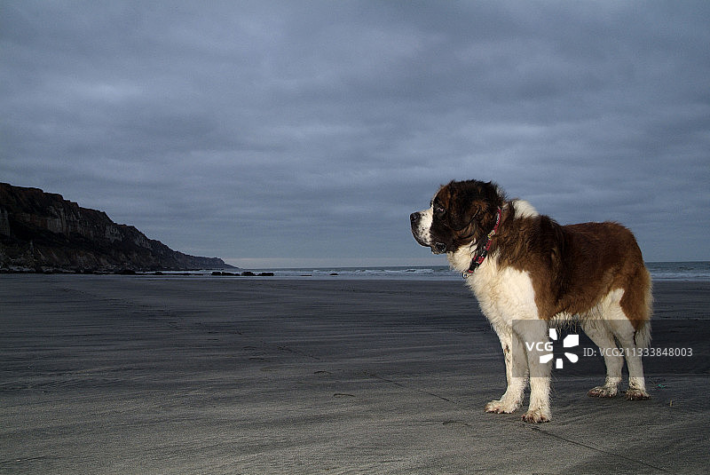 在法国滨海塞纳省沙滩上的雄性圣伯纳犬图片素材