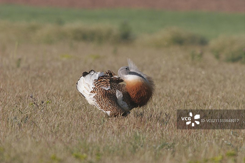 法国田野里炫耀的大鸨图片素材