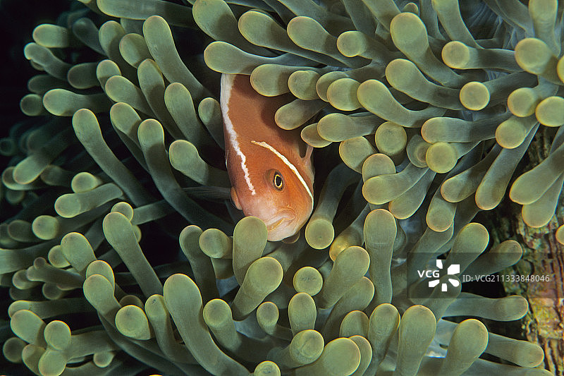印度尼西亚万鸦老海葵中的小丑鱼图片素材