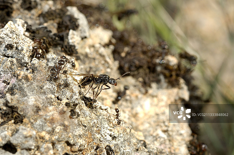 法国春季收获蚁群图片素材