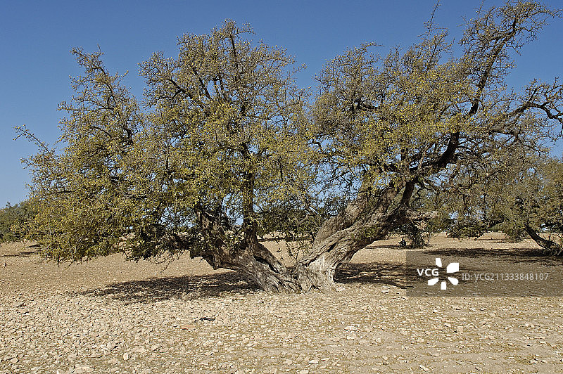 摩洛哥坚果树图片素材