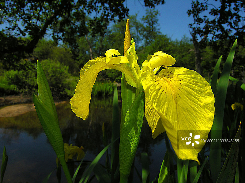 法国洛泽尔省淡黄色鸢尾花图片素材