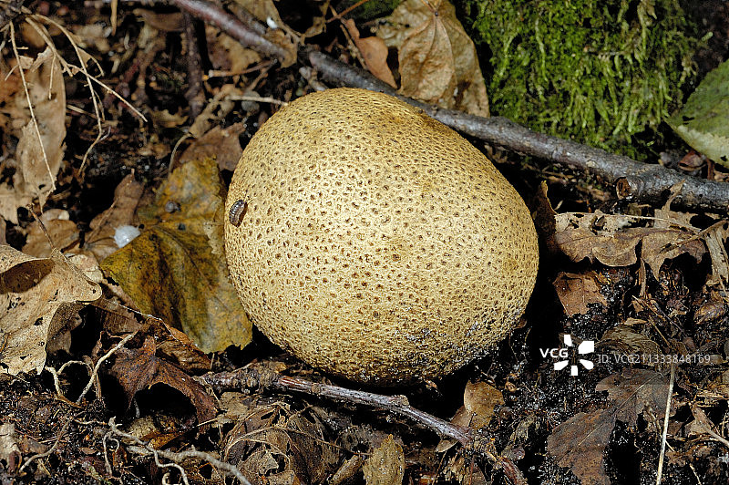 法国枯叶中的普通马勃图片素材