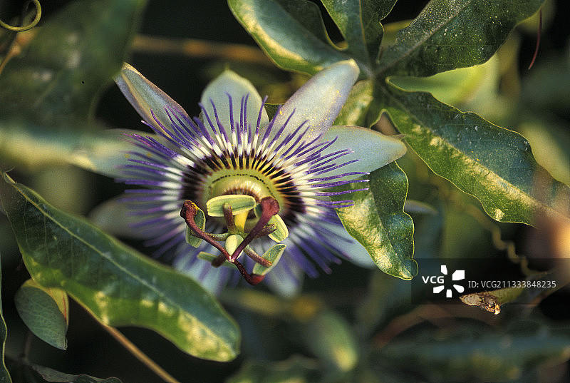 蓝冠西番莲花朵肖像图片素材