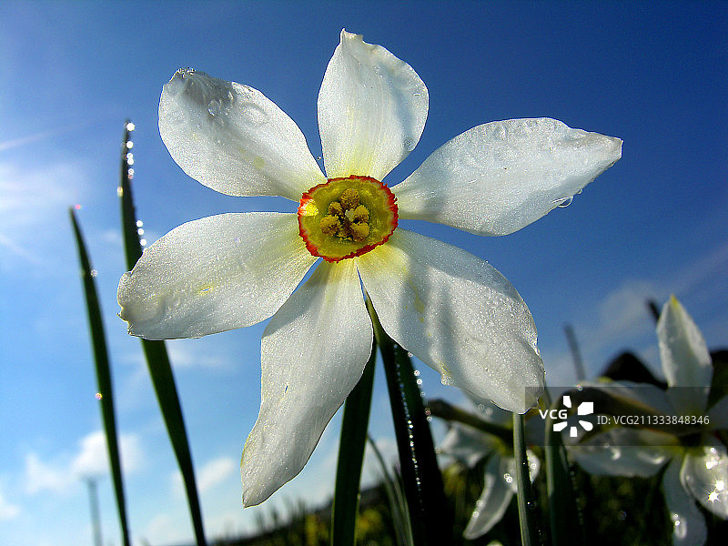 法国洛泽尔省诗人水仙花图片素材