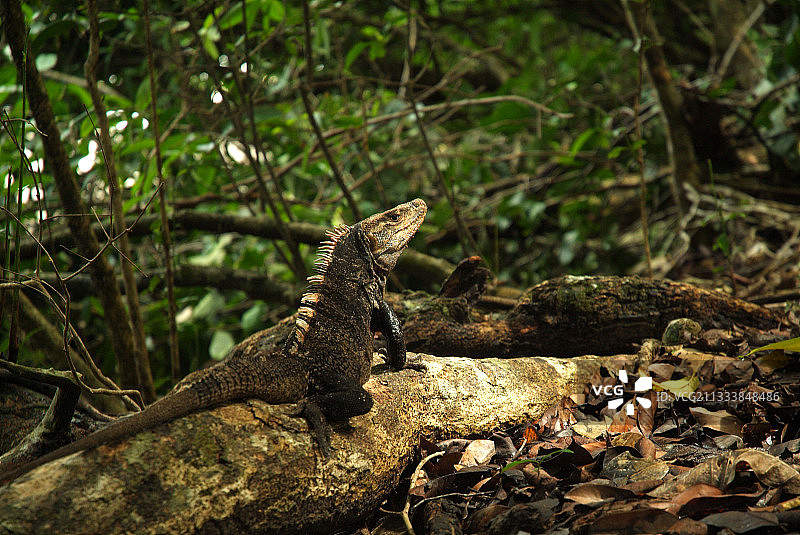 谨慎的黑刺尾鬣蜥，哥斯达黎加图片素材