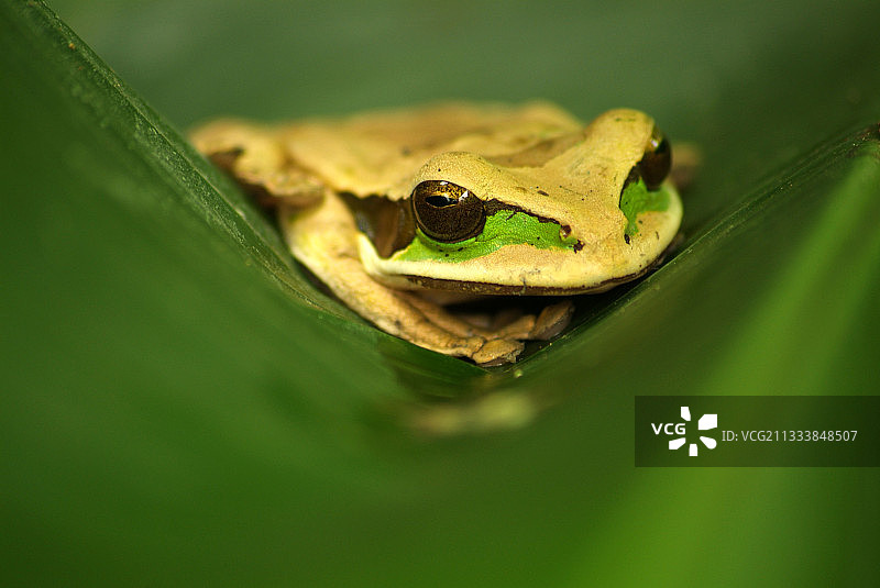 卡拉特丛林中图片素材