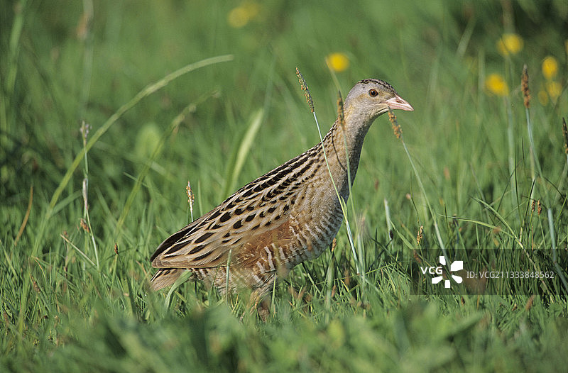 波兰别布扎国家公园的 Corn Crake Biebrza 山谷图片素材