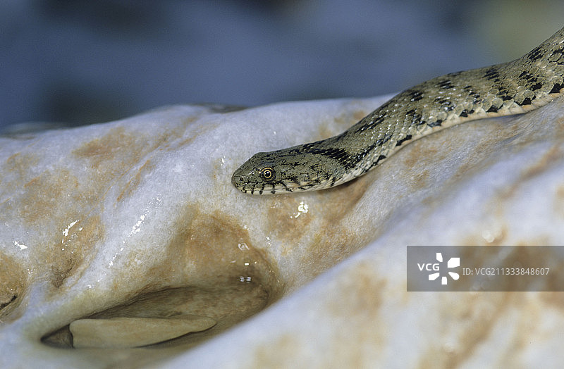 土耳其阿纳托利亚巴法湖骰子蛇图片素材