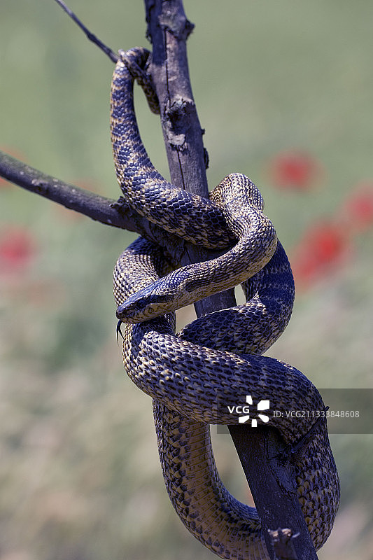 保加利亚物种图片素材