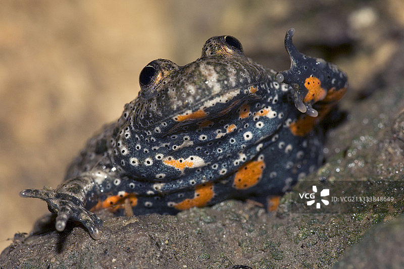 保加利亚物种图片素材