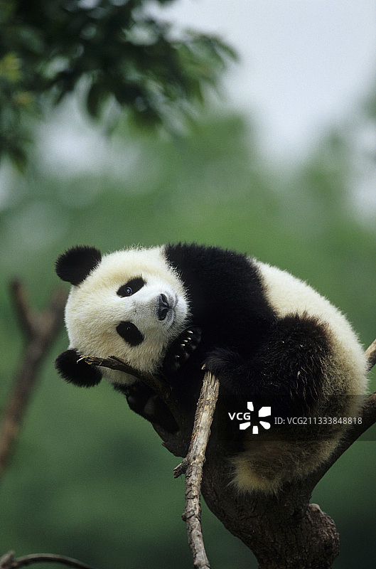 在树上的幼年大熊猫，成都四川，中国图片素材
