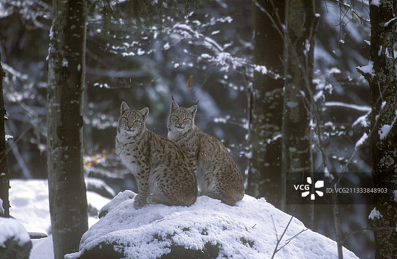 雪地里的猞猁情侣图片素材