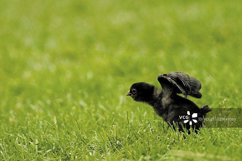 黑色小鸡扇动翅膀图片素材