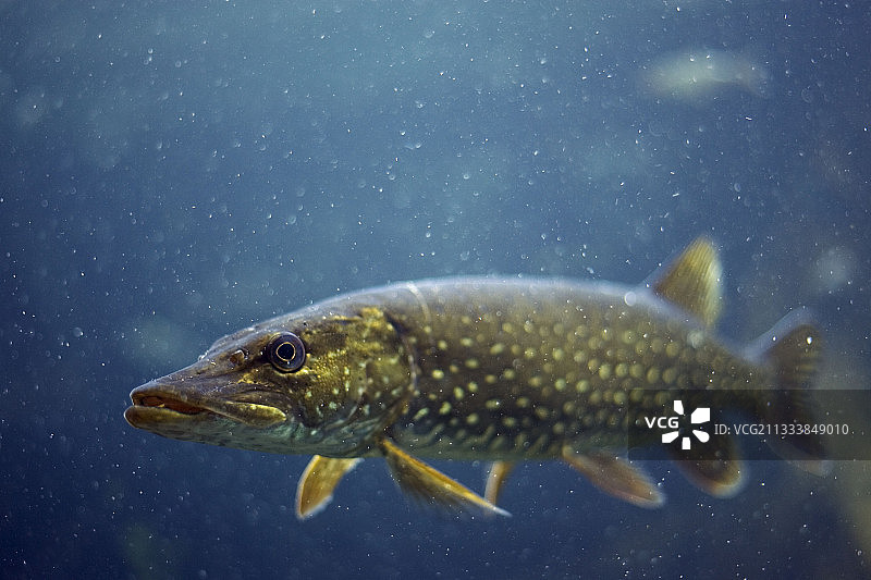 芬兰兰塔萨尔米游泳的梭鲈鱼图片素材