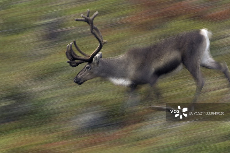 在挪威瓦朗厄尔苔原奔跑的年轻雄性驯鹿图片素材