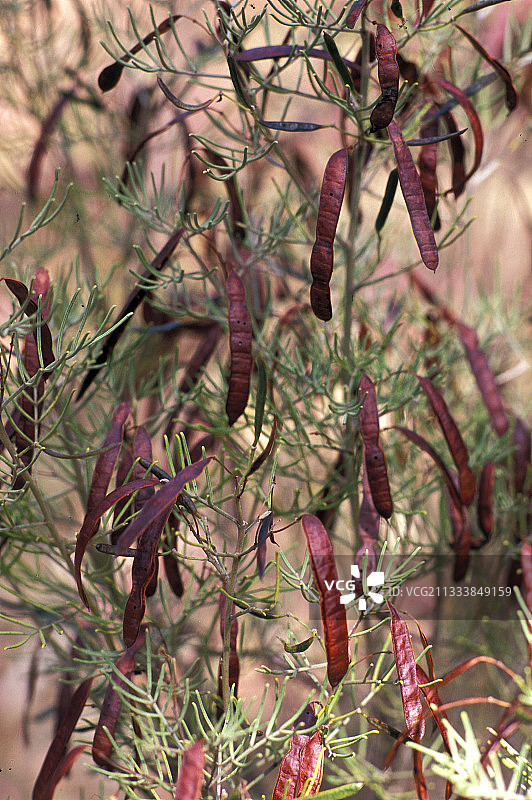 塔斯马尼亚灌木上的豆荚图片素材