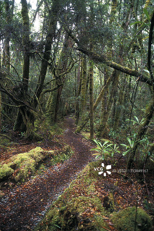 塔斯马尼亚湿润温带森林小路图片素材