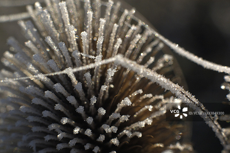 蓝蓟的寒冷花朵图片素材