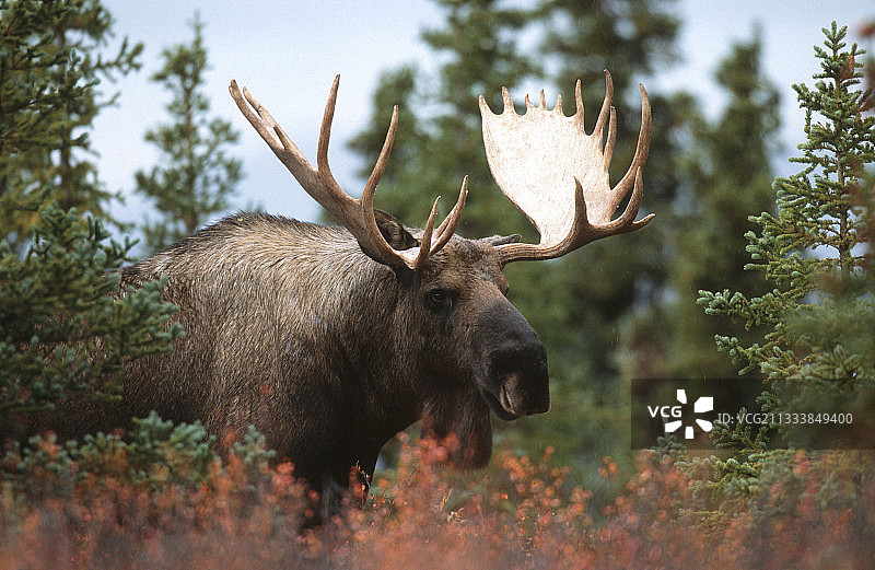 美国阿拉斯加州德纳里国家公园的驼鹿肖像图片素材