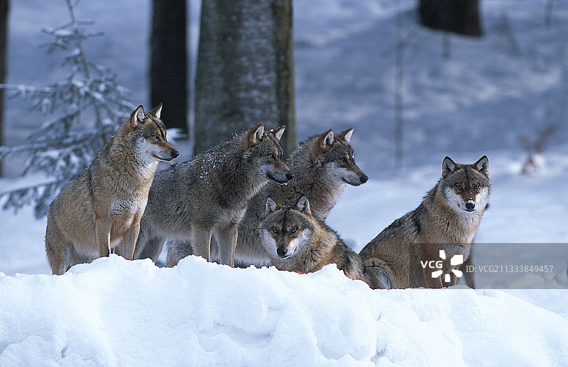 德国巴伐利亚森林国家公园狼群图片素材