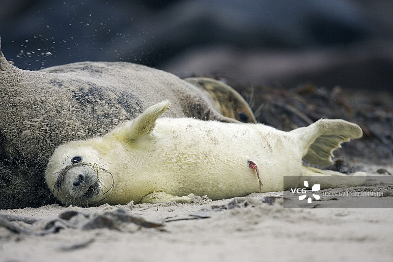 黑尔戈兰岛本地化图片素材
