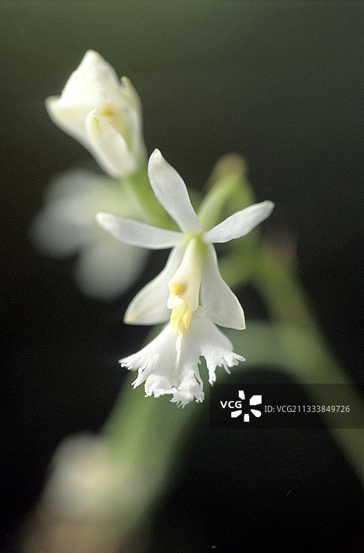 瓜德罗普岛兰花图片素材
