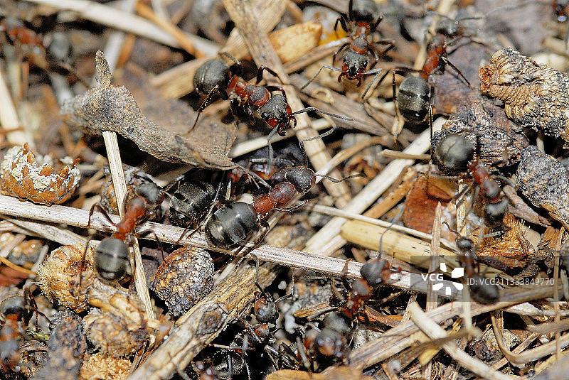 南方林蚁在法国蚁丘上工作图片素材
