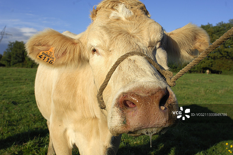 报告：蓝舌病图片素材