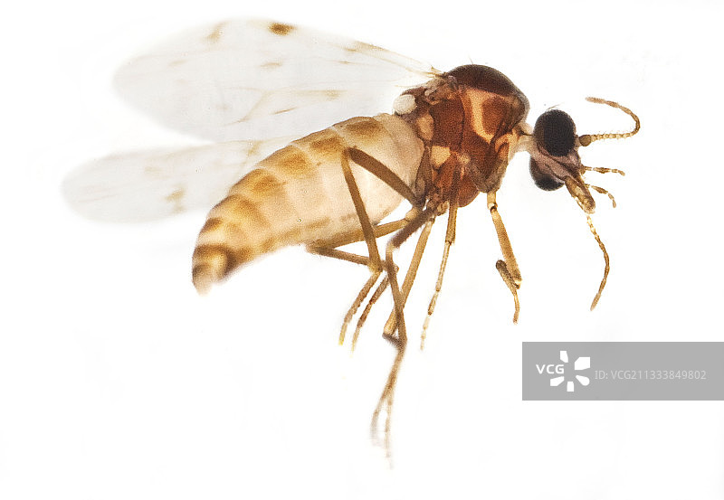 影响牛和绵羊的疾病图片素材