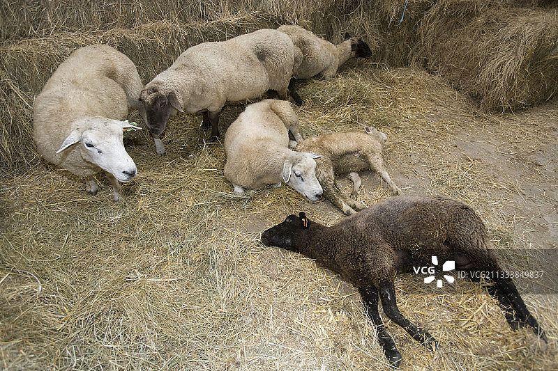 “蓝舌病”报告图片素材