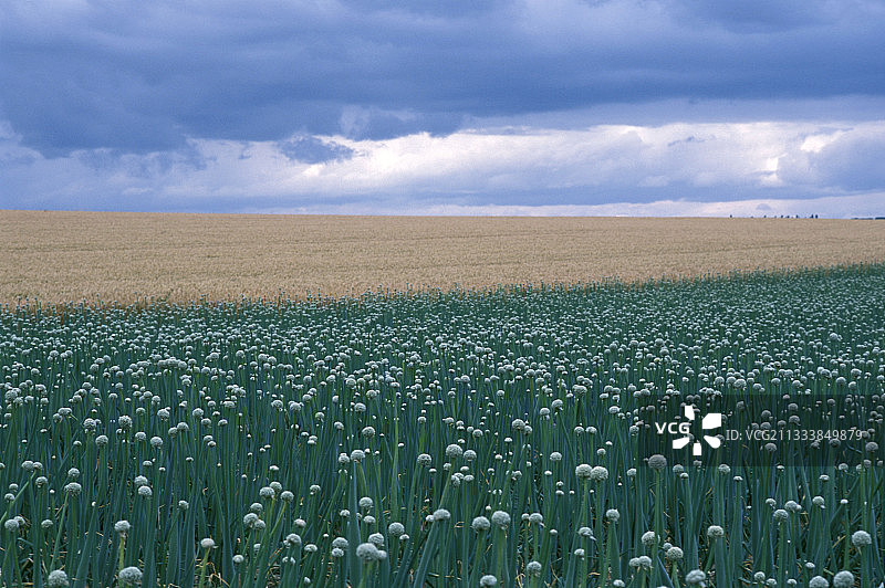 法国盛开的蒜苗田野图片素材