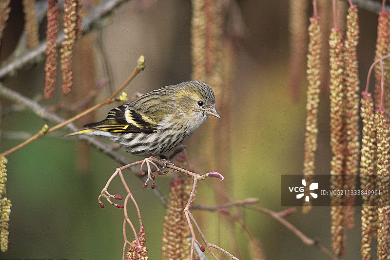 金翅雀栖息在法国冬末的桤木上图片素材