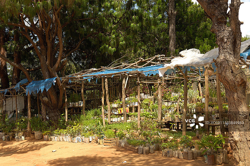 马达加斯加安巴托兰皮的道路上的苗圃图片素材