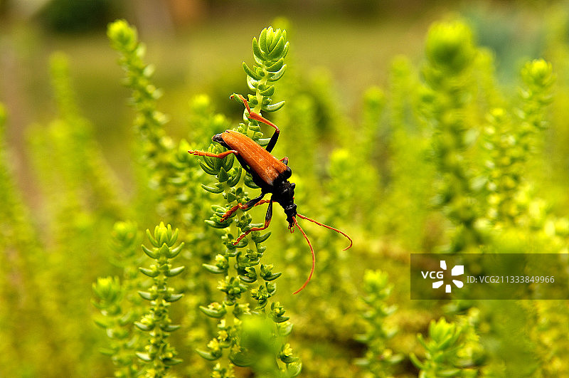 马达加斯加鞘翅目昆虫图片素材