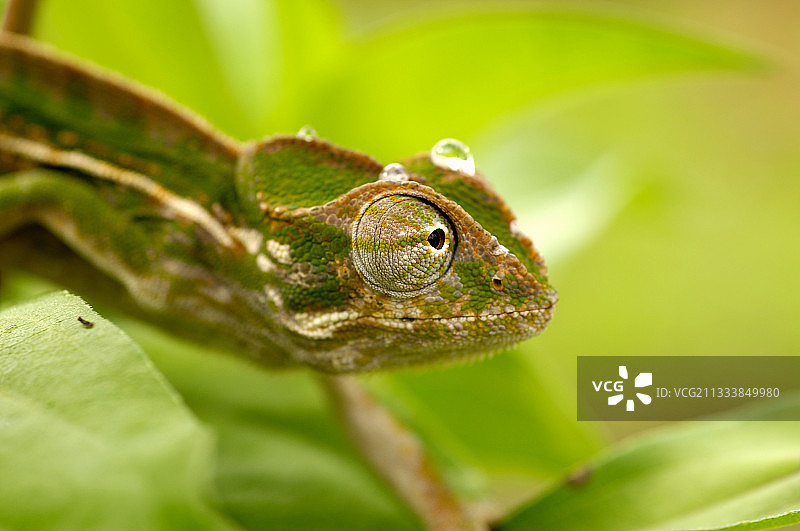 马达加斯加地毯变色龙图片素材